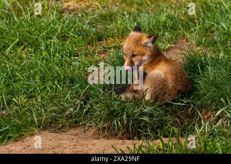 Piccoli volpi rosse che passano vicino al loro tana nel New Jersey Foto Stock