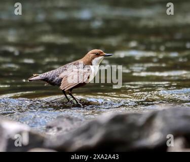 Piccola immersione arroccata sulla costa rocciosa dall'acqua Foto Stock