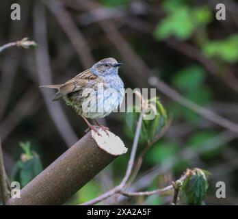 Un Dunnock arroccato sul ramo degli alberi nella scena forestale Foto Stock