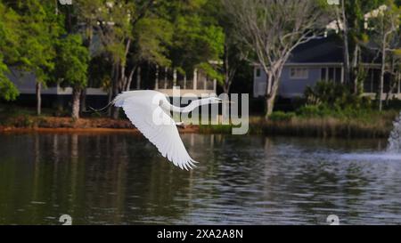 Una maestosa gru bianca che si innalza sull'acqua con alberi e case sullo sfondo Foto Stock