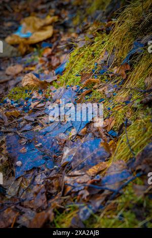 Muschio e foglie verdi lussureggianti in una foresta con acqua blu sul terreno nella città di Ludvika, Svezia Foto Stock
