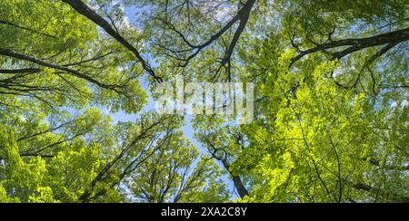 cime di alberi decidue verdi alla luce del sole. vista panoramica verso l'alto nella foresta estiva. Foto Stock