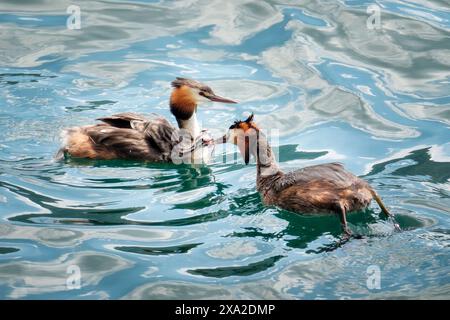 Grande grebe crestata (Podiceps Cristatus): Padre nutre il suo giovane riposando sulla schiena della madre Foto Stock
