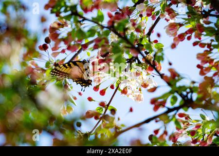 Una farfalla a coda di rondine atterra in un albero pieno di fiori di ciliegio alla fine di aprile. Foto Stock