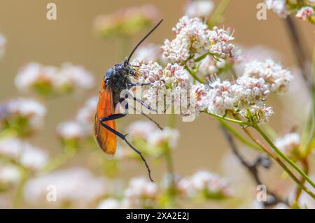 Tarantula Hawk Wasp si nutre di Nectar a Tijuana, bassa California Foto Stock