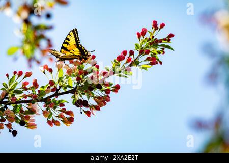 Una farfalla a coda di rondine atterra in un albero pieno di fiori di ciliegio alla fine di aprile. Foto Stock