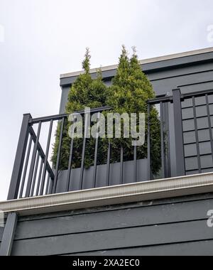 fioriere con balconi con thuja occidentalis (alberi di piante arborvitae) arredo urbano arredamento per la casa giardino dal design verde sempreverde Foto Stock