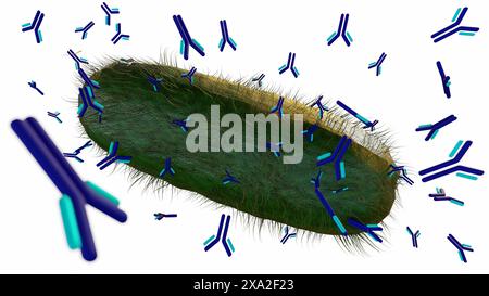 Rendering 3d delle molecole di anticorpi prodotte dalle cellule B legano la membrana esterna dei batteri Foto Stock