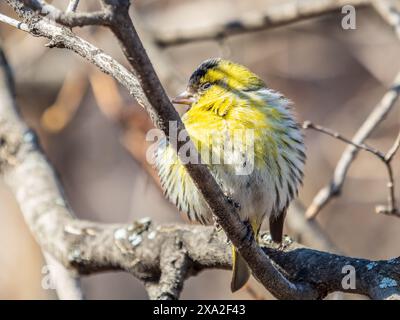 Maschio eurasiatico, nome latino spinus spinus, seduto su ramo d'albero. Simpatico songbird giallo. Uccello nella fauna selvatica. Foto Stock