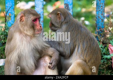 Macachi in Ayodhya, Uttar, Pradesh, India. Foto Stock