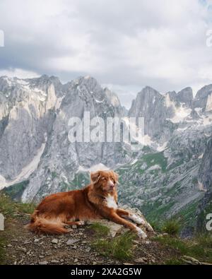 Nova Scotia Duck Tolling Retriever in un'escursione in montagna. Il cane avventuroso in cima a una cima rocciosa, che guarda in lontananza con le maestose cime alle spalle Foto Stock