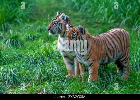 Due cuccioli di tigri in natura. Animale in erba verde. Gatto selvatico nell'habitat naturale Foto Stock