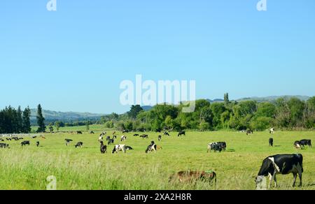 Mucche che pascolano in una grande azienda agricola nella regione centrale dell’Isola del Nord in nuova Zelanda. Foto Stock