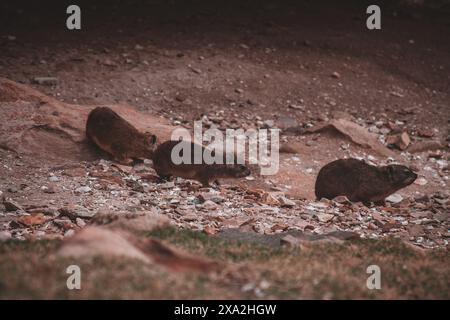 Questa accattivante immagine cattura tre irrasi esplorando un terreno roccioso in Sud Africa. Perfetto per le riprese della natura e della fauna selvatica, mette in risalto il mondo Foto Stock