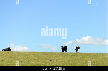 Mucche che pascolano in una grande azienda agricola nella regione centrale dell’Isola del Nord in nuova Zelanda. Foto Stock