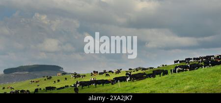 Mucche che pascolano in una grande azienda agricola nella regione centrale dell’Isola del Nord in nuova Zelanda. Foto Stock