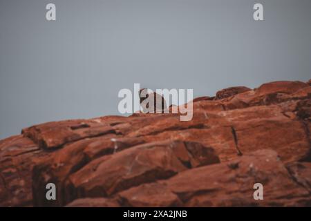 Una solitaria hyrax di roccia arroccata su rocce rosse che colpiscono un cielo limpido in Sud Africa. Cattura la fauna selvatica unica e l'aspra bellezza del landsc Foto Stock