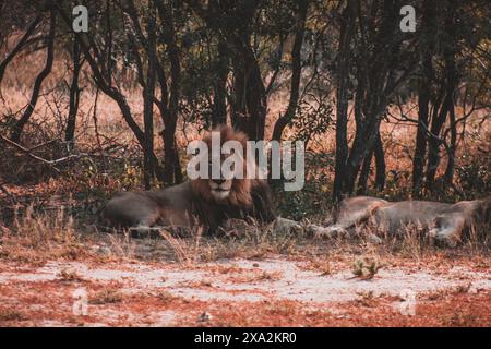 Questa maestosa foto cattura un leone che riposa all'ombra nel Parco Nazionale di Kruger. L'immagine evidenzia la presenza regale del leone e l'habitat naturale, Foto Stock