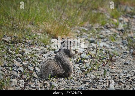 Primo piano naturale su uno scoiattolo macinato di Beechey nordamericano, Otospermophilus beecheyi a terra nella prateria Foto Stock