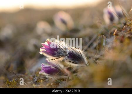 Fioriture di un Pulsatilla (Pulsatilla vulgaris) nella prateria a inizio primavera di Baviera, Germania Foto Stock