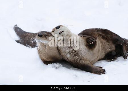 Due lontra di fiume nordamericane (Lontra canadensis) che si coccolano nella neve in una giornata invernale, in cattività Foto Stock