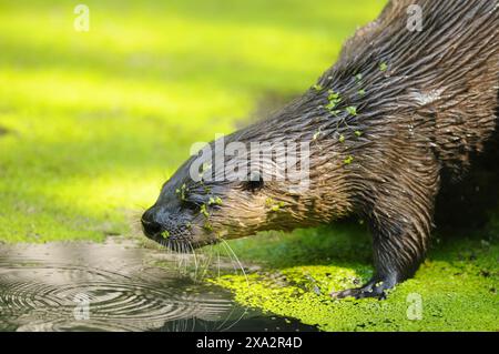 Lontra di fiume nordamericana (Lontra canadensis) in un lago in estate, prigioniera Foto Stock