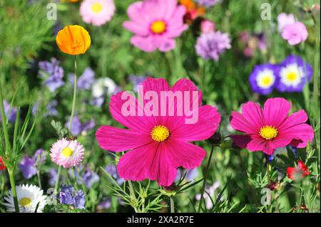 Mexican aster (Cosmea bipinnata), Schwaebisch Gmuend, Baden-Wuerttemberg, Germania, Europa, fiori colorati con vistosi fiori rosa nel Foto Stock