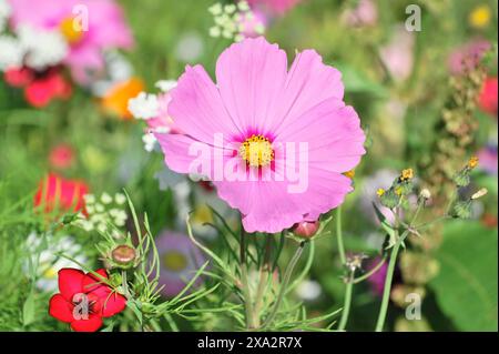 Mexican aster (Cosmea bipinnata), Schwaebisch Gmuend, Baden-Wuerttemberg, Germania, Europa, fiore rosa brillante con centro giallo in un colorato Foto Stock