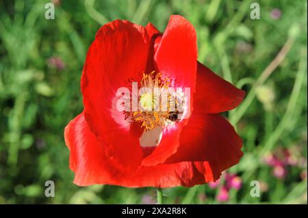 Fiore di papavero (Papaver rhoeas), prato di fiori, Baden-Wuerttemberg, Germania, Europa, fiore di papavero rosso brillante in piena fioritura, su cui si trova un'ape Foto Stock