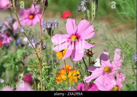 Mexican aster (Cosmea bipinnata), Schwaebisch Gmuend, Baden-Wuerttemberg, Germania, Europa, fiori rosa in primo piano, circondati dal verde Foto Stock