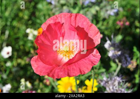 Fiore di papavero rosa singolo (Papaver rhoeas), in foto macro di fronte a sfondo sfocato, Stoccarda, Baden-Wuerttemberg, Germania, Europa, rosso brillante Foto Stock