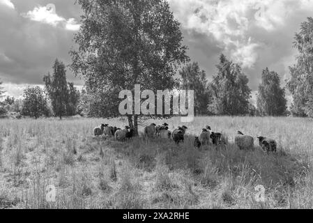 Heidschnucken pascolo di una riserva naturale, Schwerin, Meclemburgo-Pomerania occidentale, Germania Foto Stock