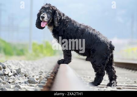 Carino Black Cocker Spaniel Dog in piedi sui binari ferroviari in una giornata di sole in Ticino, Svizzera Foto Stock