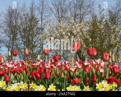 Un letto di fiori con tulipani rossi e narcisi gialli sullo sfondo di alberi in fiore e cielo blu, con molti tulipani colorati e in fiore Foto Stock