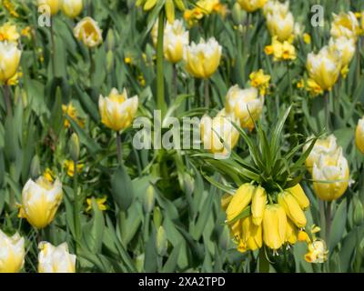 Un giardino pieno di narcisi gialli alla luce del sole in una limpida giornata primaverile, in un giardino dei Paesi Bassi fioriscono molti tulipani colorati Foto Stock