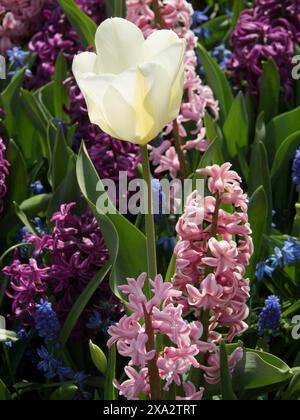 Primo piano di un tulipano bianco circondato da fiori viola e rosa, molti tulipani colorati e in fiore in primavera nei Paesi Bassi, amsterdam Foto Stock