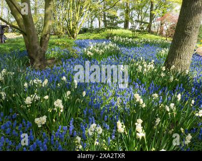 Un campo pieno di fiori blu e bianchi, circondato da alberi in un paesaggio verde, molti tulipani colorati e in fiore in un giardino nei Paesi Bassi Foto Stock