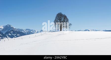 Tiglio di pace (Tilia) sul Wittelsbacher Hoehe, 881m, Illertal, Allgaeu, Baviera, Germania Foto Stock