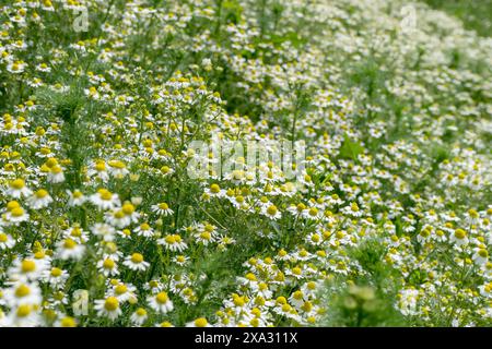 Campo con piante di camomilla in fiore in estate Foto Stock