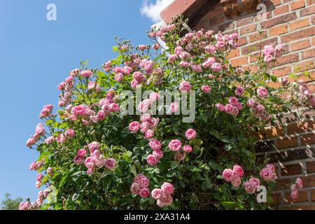 Cespuglio rosa in fiore di fronte a un muro di casa e al cielo blu Foto Stock