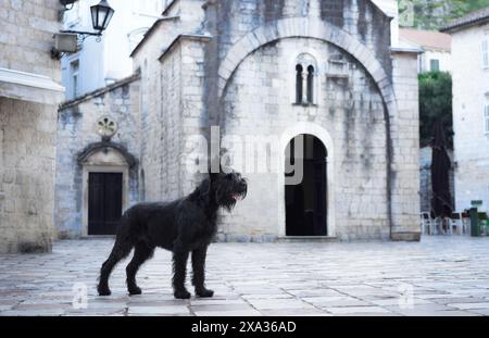 Un cane Schnauzer nero si sdraierà su una vecchia strada acciottolata, ammirando una scala senza tempo fiancheggiata dalla classica architettura europea. Foto Stock