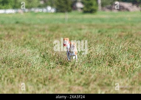 Due cani basenji che corrono in giacca rossa e bianca per una gara di corti Foto Stock