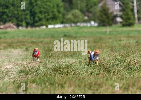 Cani Basenji che corrono in giacca rossa e bianca sul campo di battaglia Foto Stock
