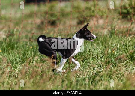 Cucciolo Basenji che corre per la prima volta sul campo in competizione Foto Stock