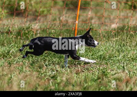 Cucciolo Basenji che corre per la prima volta sul campo in competizione Foto Stock