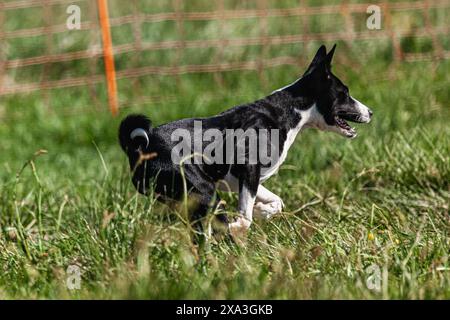 Cucciolo Basenji che corre per la prima volta sul campo in competizione Foto Stock