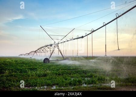 impianto sprinkler pivot nell'azienda agricola irikiya in qatar Foto Stock