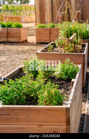 Orto con letti rialzati in legno per erbe, frutta e verdura Foto Stock