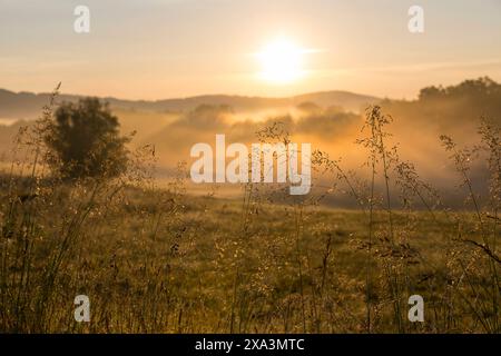 Gräser glänzen in der Morgensonne, Morgennebel bei Cunewalde, Oberlausitz, Sachsen, Deutschland *** erba che splende al sole del mattino, nebbia del mattino Foto Stock