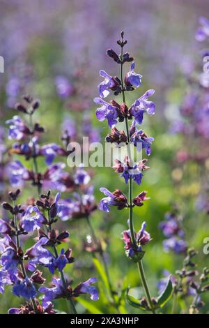 Echte Salbei Salvia officinalis in Blüte auf den Salbeifeldern der Bombastus Werke AG in Freital, Sachsen, Deutschland *** vero saggio Salvia officinali Foto Stock